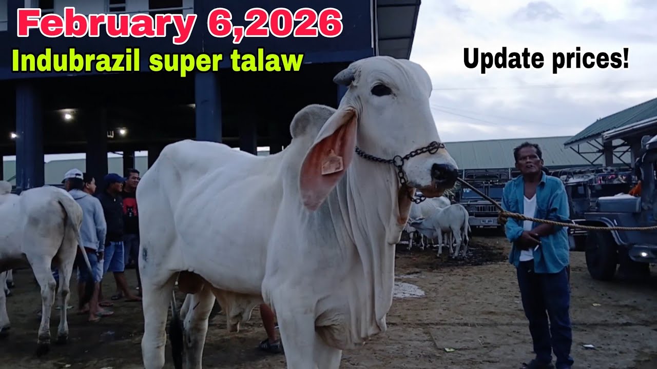 February 6,2026 Mga bakang tinitingala sa laki