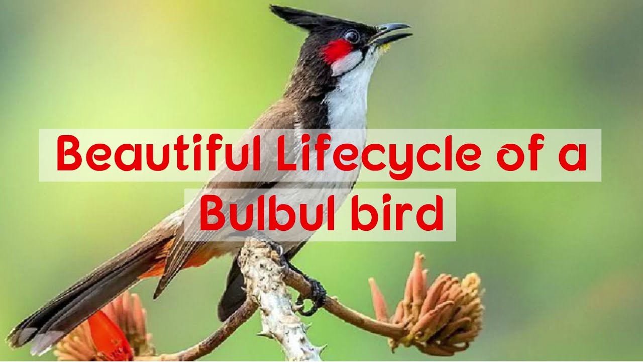 #shorts A beautiful lifecycle of a Bulbul bird
