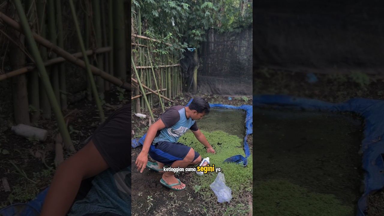 cara menanam azolla