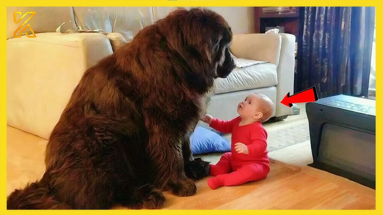 🐶When Big Dogs Prove They’re the Best Bodyguards 🛡️😂 Funny Dog and Human Videos 2026