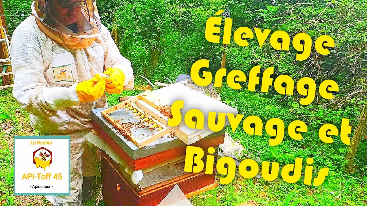 Apiculture : &Eacute;LEVAGE DE REINE &agrave; la SAUVAGE .