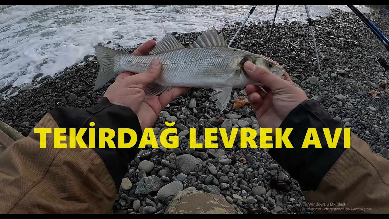TEKİRDAĞ LEVREK AVI -ABONE OLALIM :) #balık #balıkavı #youtube #youtubeshorts #shorts #shortvideo