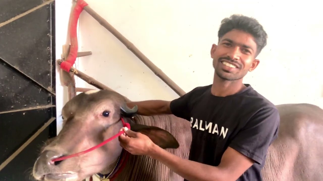 9084184248 हर्ष शर्मा अकबरपुर के पास बिक्री के लिए स्पेशल भूरा कटड़ा उना फुल साइज