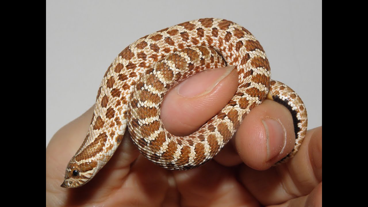 Heterodon nasicus, un serpente col naso all'insù.