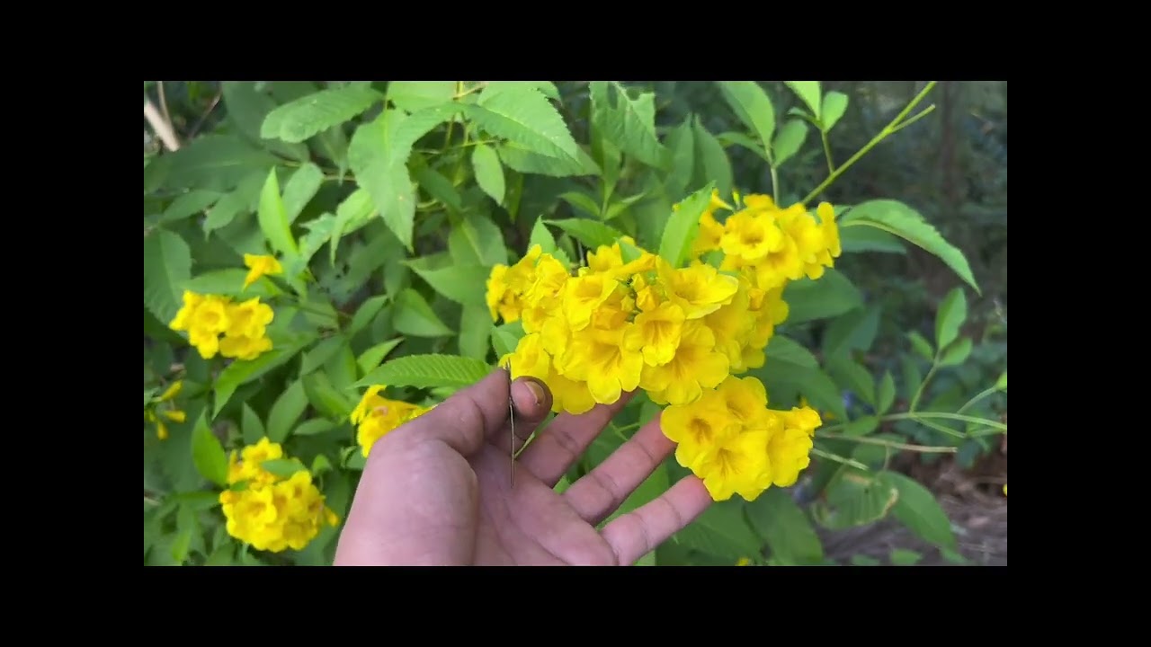 Cuộc hành trình chinh phục thủy quái sông Amazon