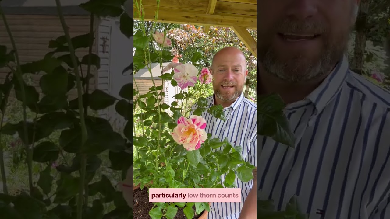 My first impressions of the marmite rose from @David Austin Roses which has divided the Internet