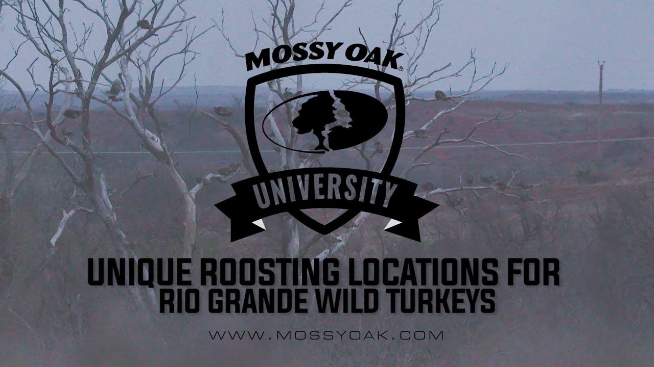 Rio Grande Wild Turkeys | Unique Roosting Locations