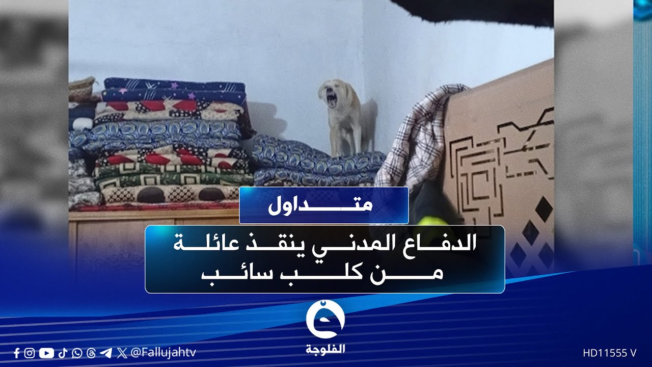 " شطببه بغرفة النوم".. الدفاع المدني ينقذ عائلة من كلب مسـ.ـعور 