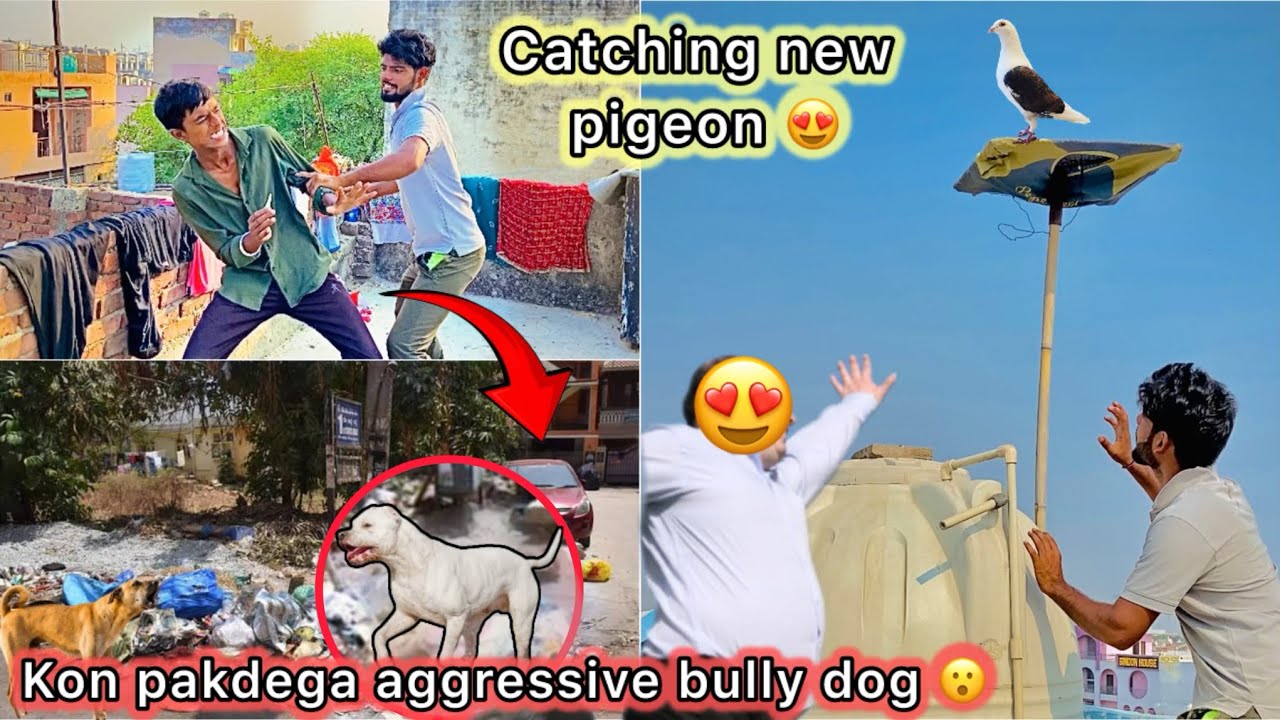 Papa ne pakda Golu ka kabutar 🤣 || Aggressive Bully dog pakdne per ladai 😳