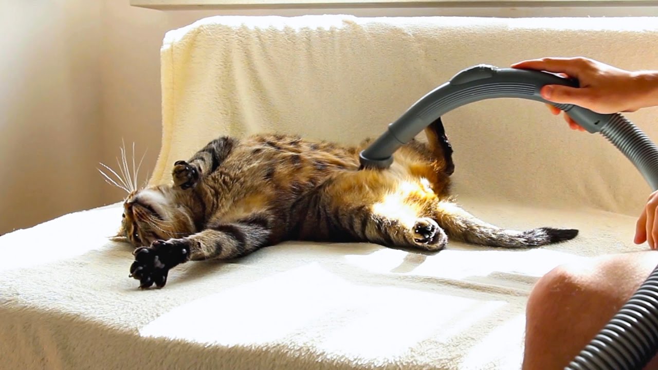 Bobo Cat Loves Being Vacuumed