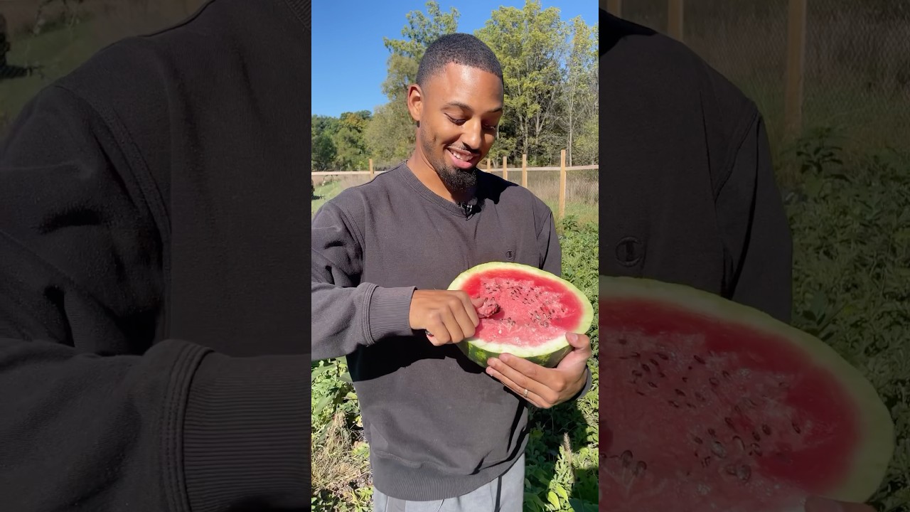 The juiciest homegrown SEEDED watermelons 😋 #gardening #harvest #watermelon