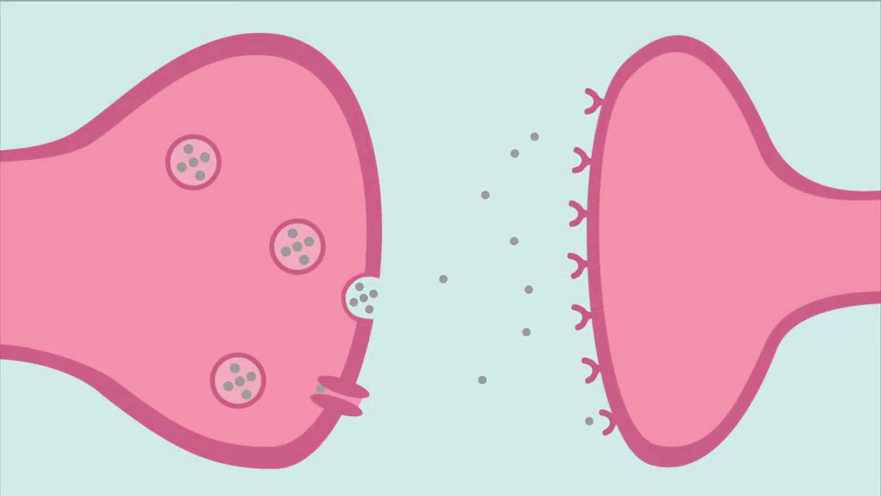 The Mind-Gut Connection