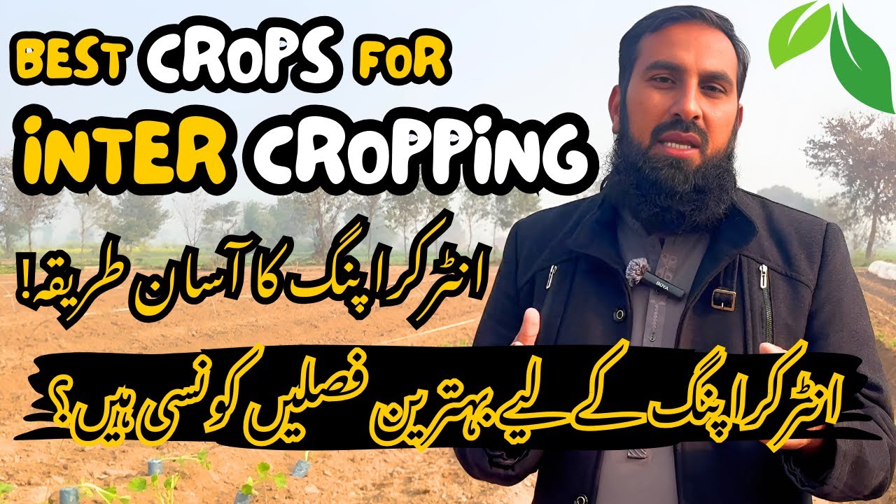 Intercropping Ka Asaan Tareeqa | Double Fasal, Double Munafa | Behtareen Crop Combos for High Profit