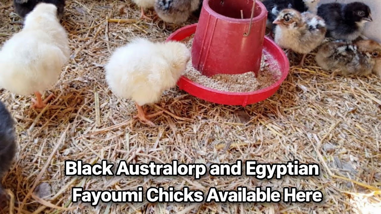 Black Australorp and Egyptian fuymi chick Available here