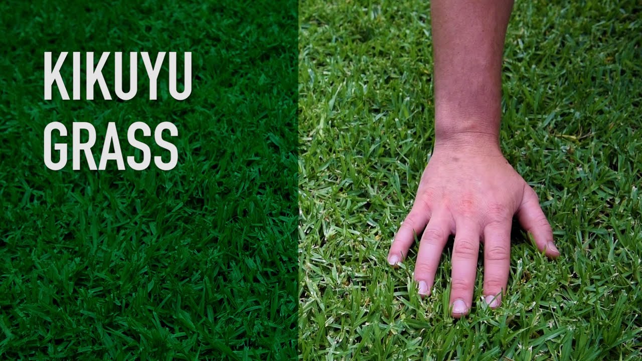 Kikuyu Grass | Turf Variety Series (Pennisetum Clandestinum)