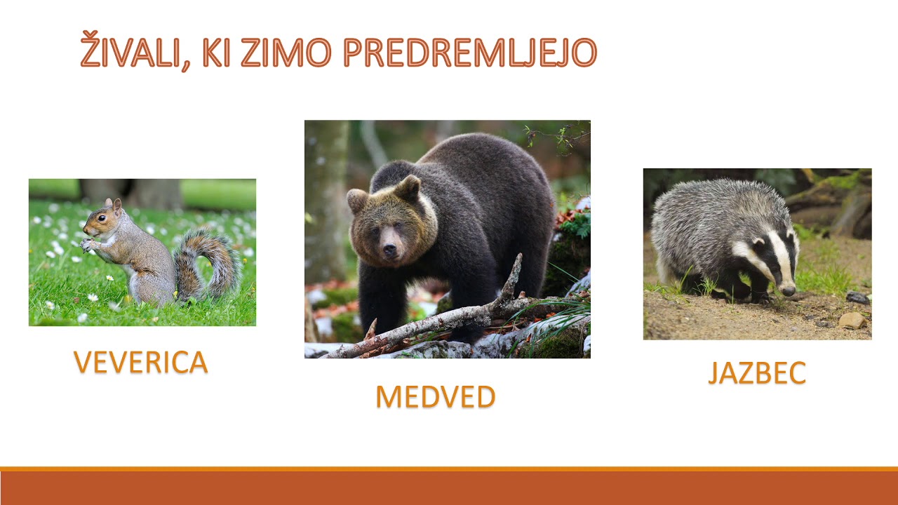 ŽIVALI JESENI