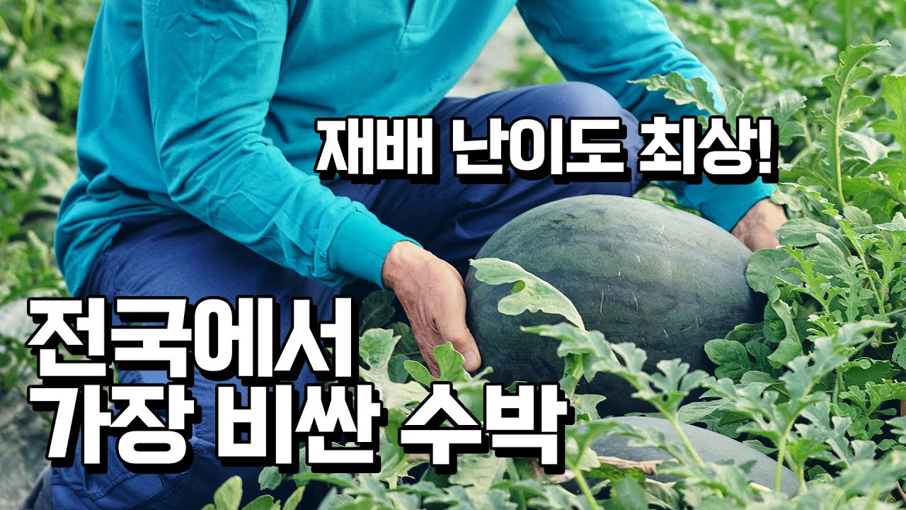 전국에서 가장 비싼 수박은 어떻게 키울까?