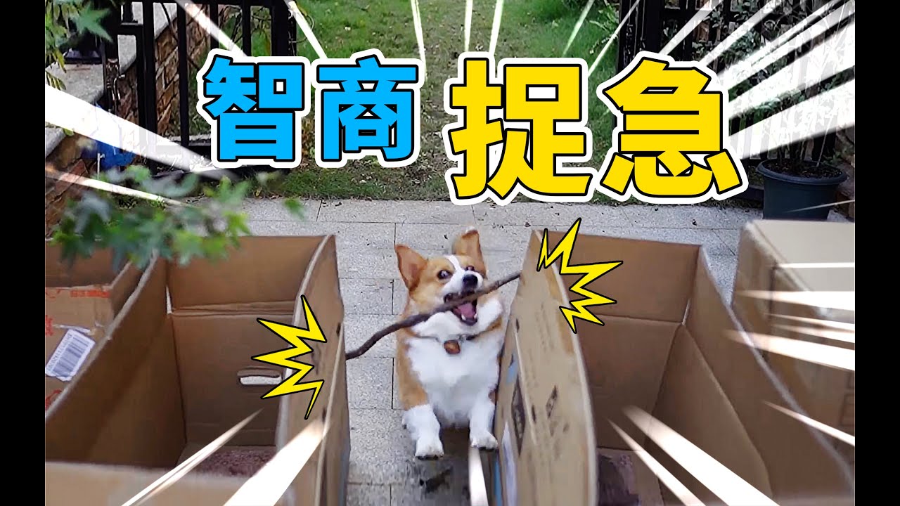 柯基真会玩，叼根这么长的树枝，怎么带进家门〡 小短腿Duby