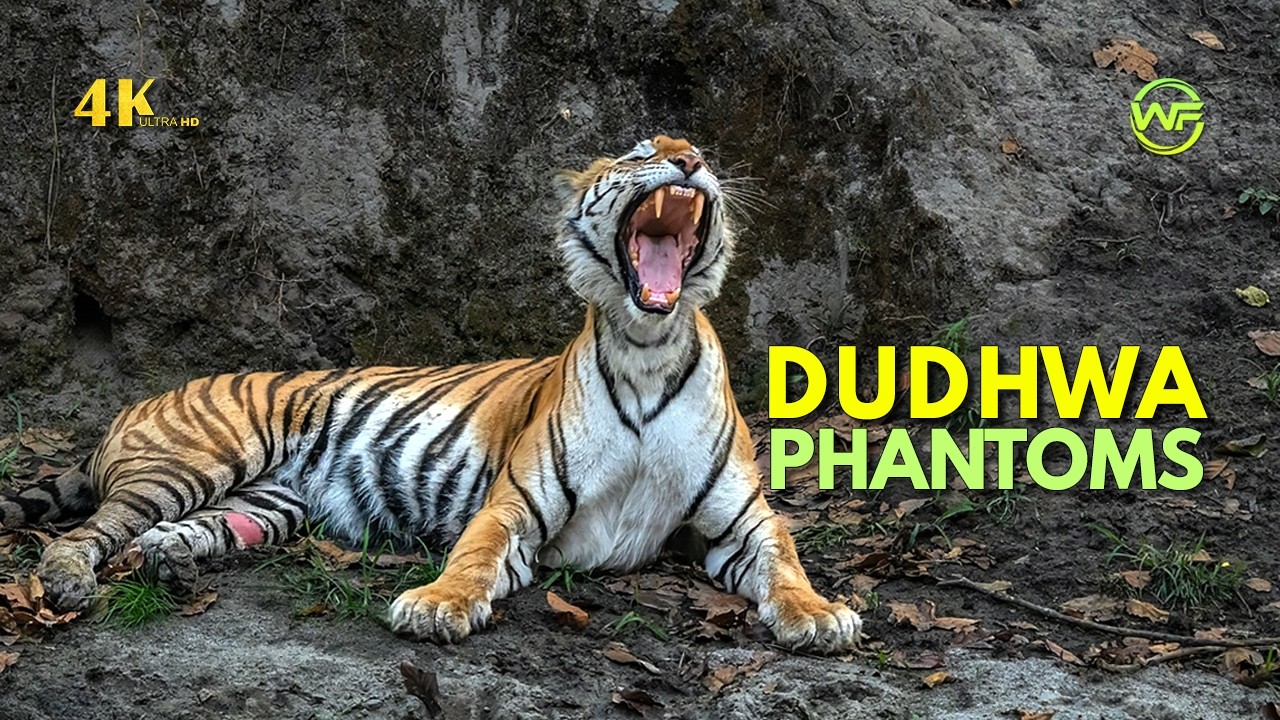 Unseen DUDHWA | Tigers of Hidden Grasslands | Indian Wildlife 4K