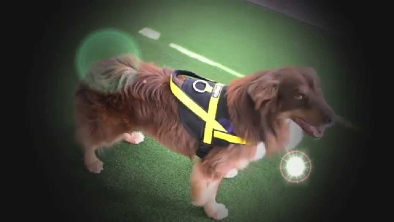 Neewa Utility Dog Harness