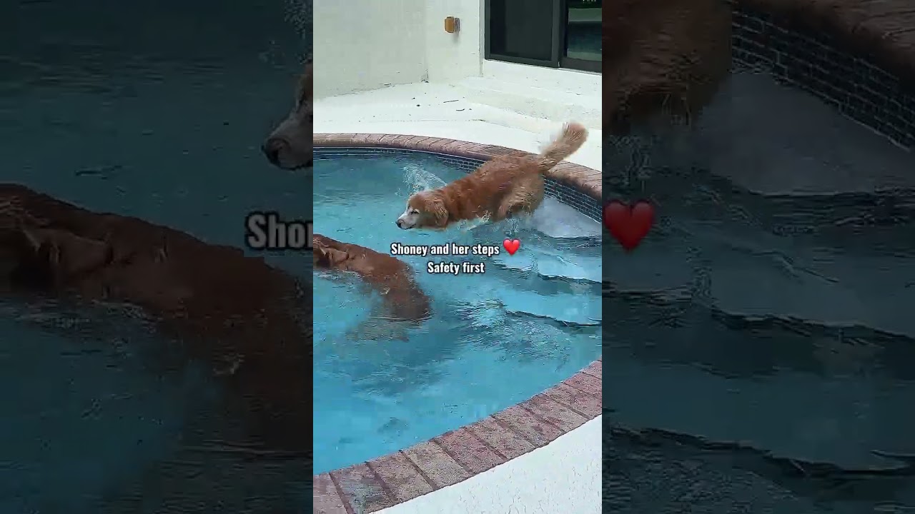 Pool Time Golden Retrievers.  #funnypet #viral #pets #goldenretriever #dog #pooltime #trending