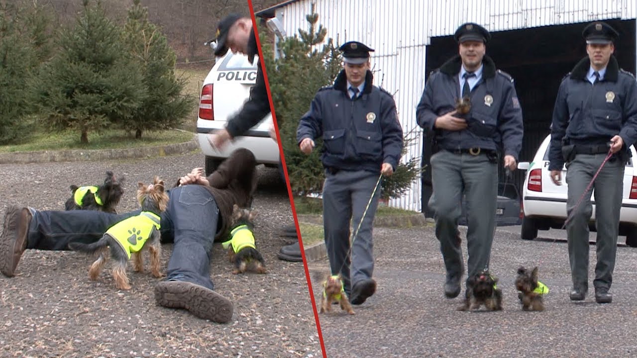 Jork&scaron;&iacute;ři jako policejn&iacute; psi: Nejslavněj&scaron;&iacute; silvestrovsk&aacute; report&aacute;ž!