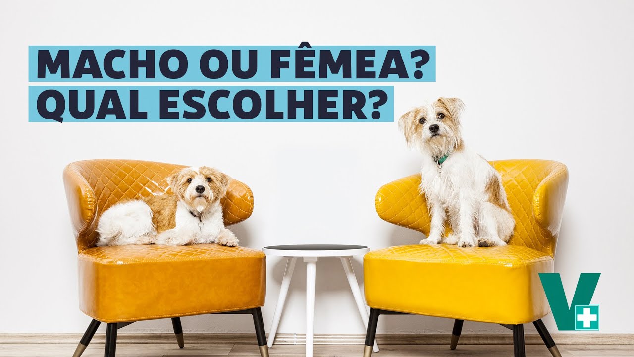 Macho ou fêmea: qual escolher?