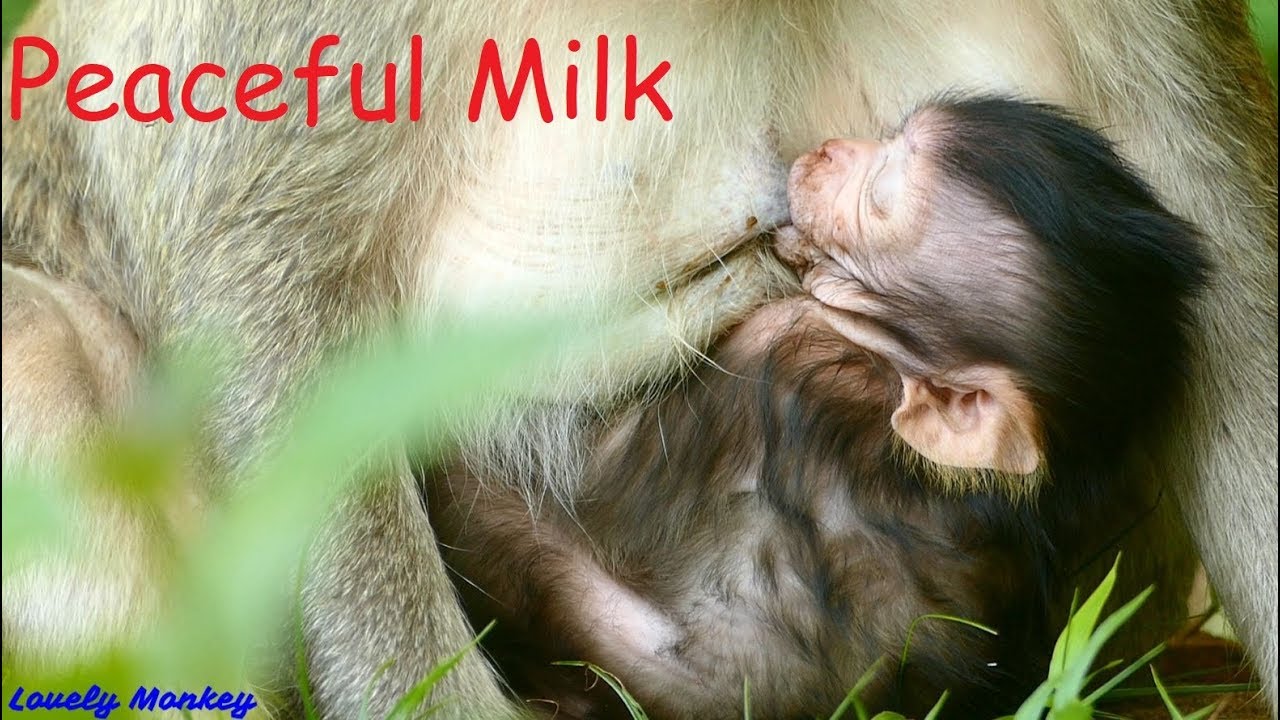 The Milk Never Stop From Mom Lizzy Cover Baby Lizza Until Fall Asleep! Lizza is Peaceful & Happiness