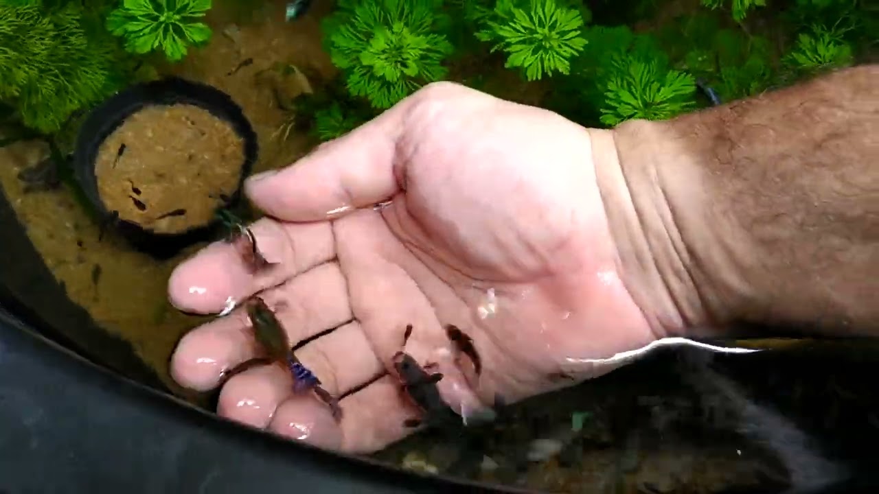 tanque de guppies mosaicos, com plantas aquáticas