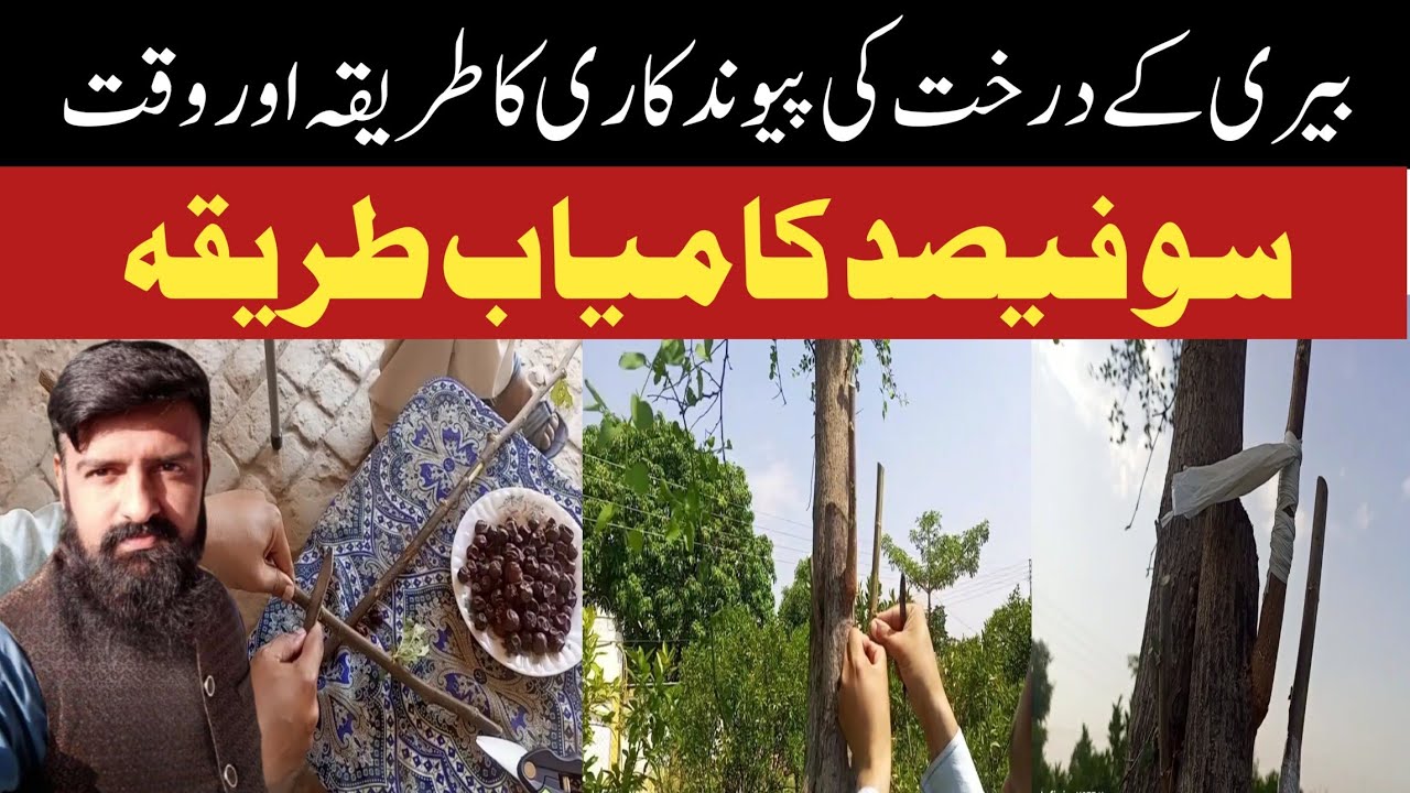 Bairy k darakhat ki pewandkari krny Ka tarika|berry tree grafting|bairy grafting