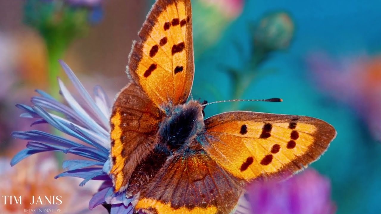12 Hours  of Beautiful Relaxing Music, Peaceful  Instrumental Music 