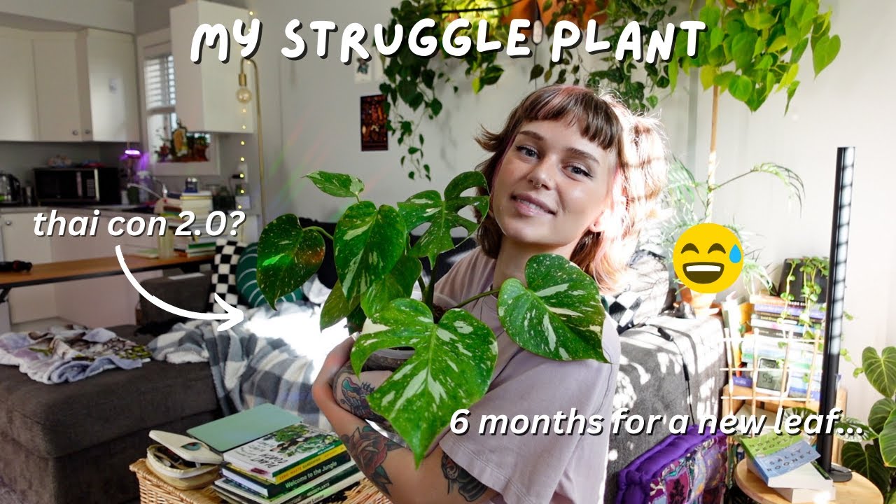update on my troublesome thai constellation + repot with me 🌌