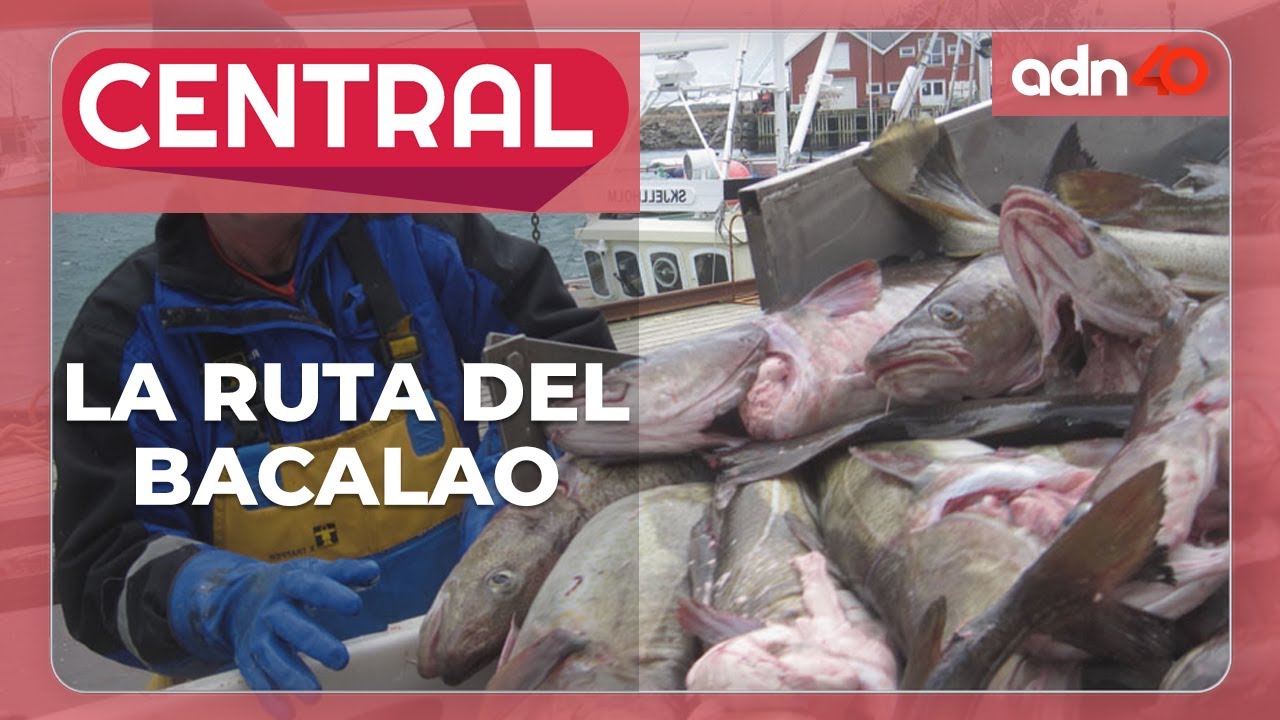 ¡Llévele, llévele! Así es todo el proceso del bacalao noruego que nos encanta