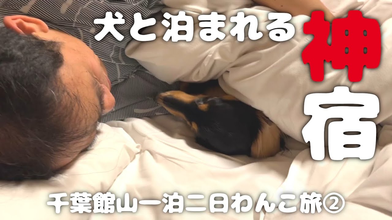 【犬連れ旅行千葉館山宿】愛犬と泊まれる宿「じゃぱり館山」さんが最高でした!1泊2日わんこ旅2/3 2023.11