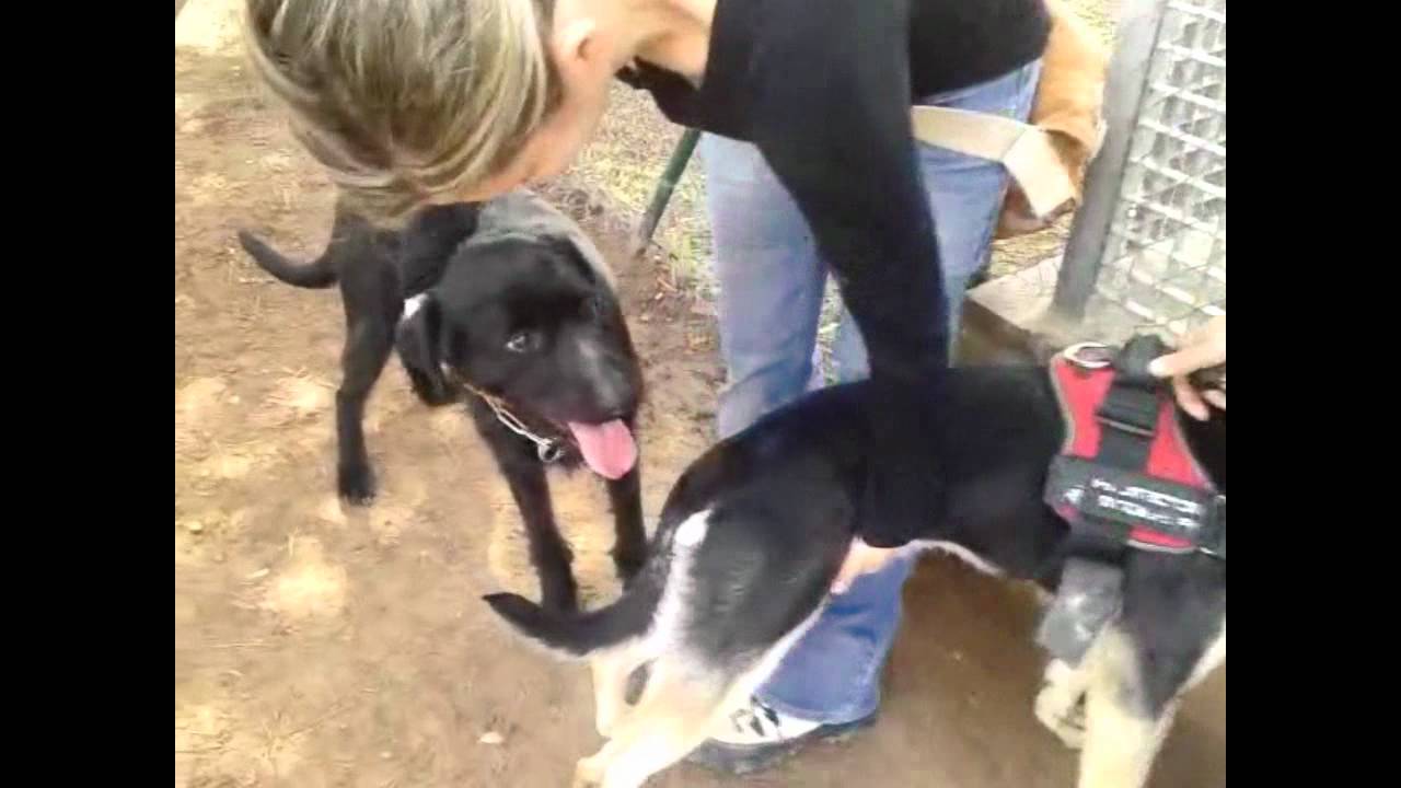 PERROS EN ADOPCI&Oacute;N MODEPRAN PATERNA (VALENCIA) 2012 - ALISON, CORIN, TARA, NELA y OTTIS.wmv