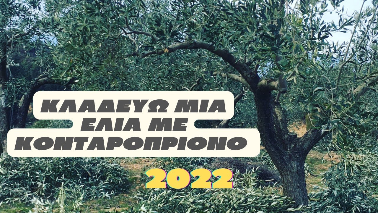 Κλάδεμα ελιάς Καλαμών με κονταροπριονο 2022 Όλα τα μυστικά