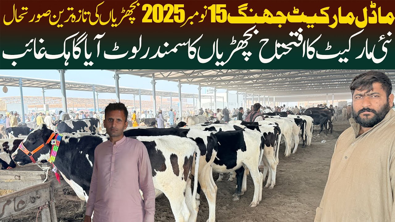 Heifers Price Update Model Cattle Market Jhang 15 November 2025 Jersey Friesian Australian American