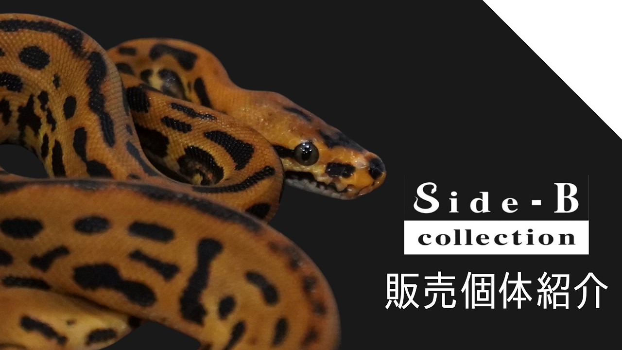 【Side-B Collection】販売個体紹介【ボールパイソン】