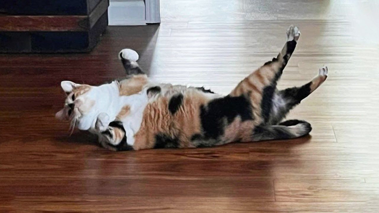 You Laugh, You Lose! 🤣 Funny Cat Videos 2026 😹 Part 122