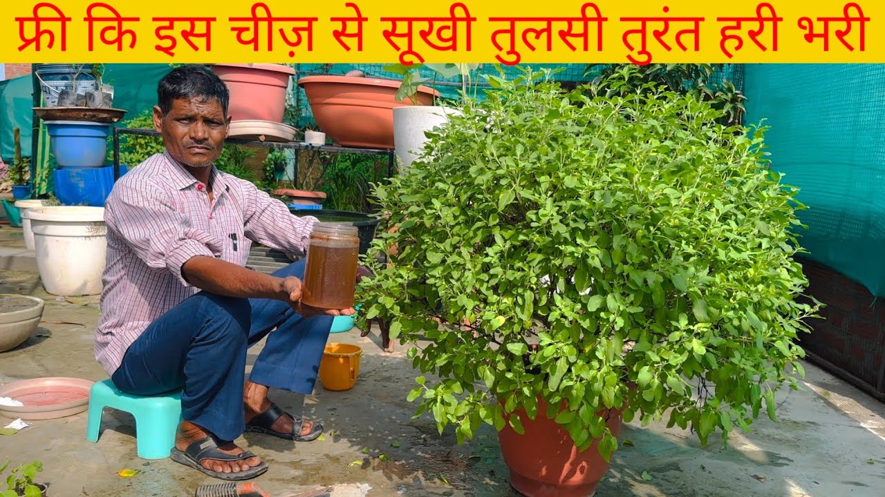 अब तुलसी कभी नहीं सुखेगी माली ने बता दिया नर्सरी सीक्रेट