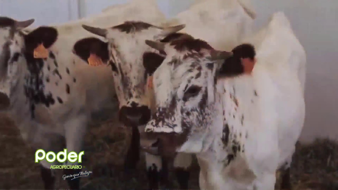 PODER AGROPECUARIO