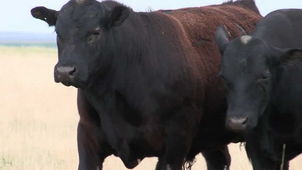 The Angus Report, Performance Insights: Accuracy