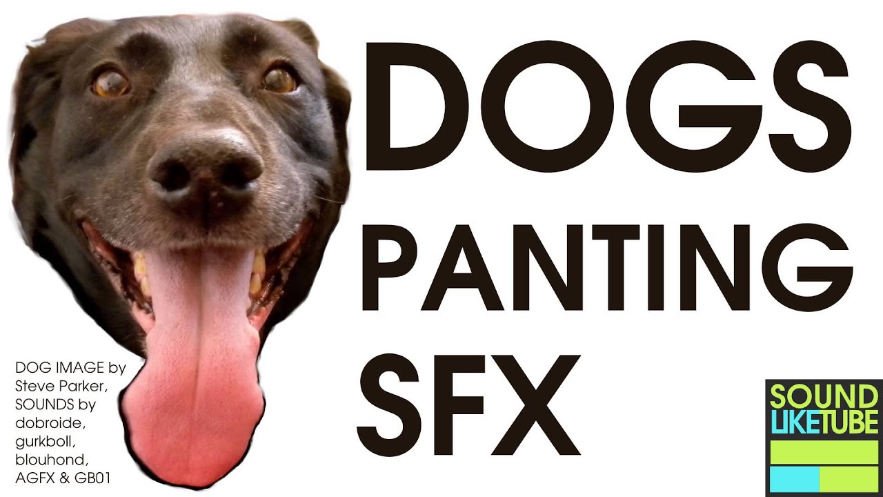 DOG PANTING SOUND EFFECT [Free High Quality Download]