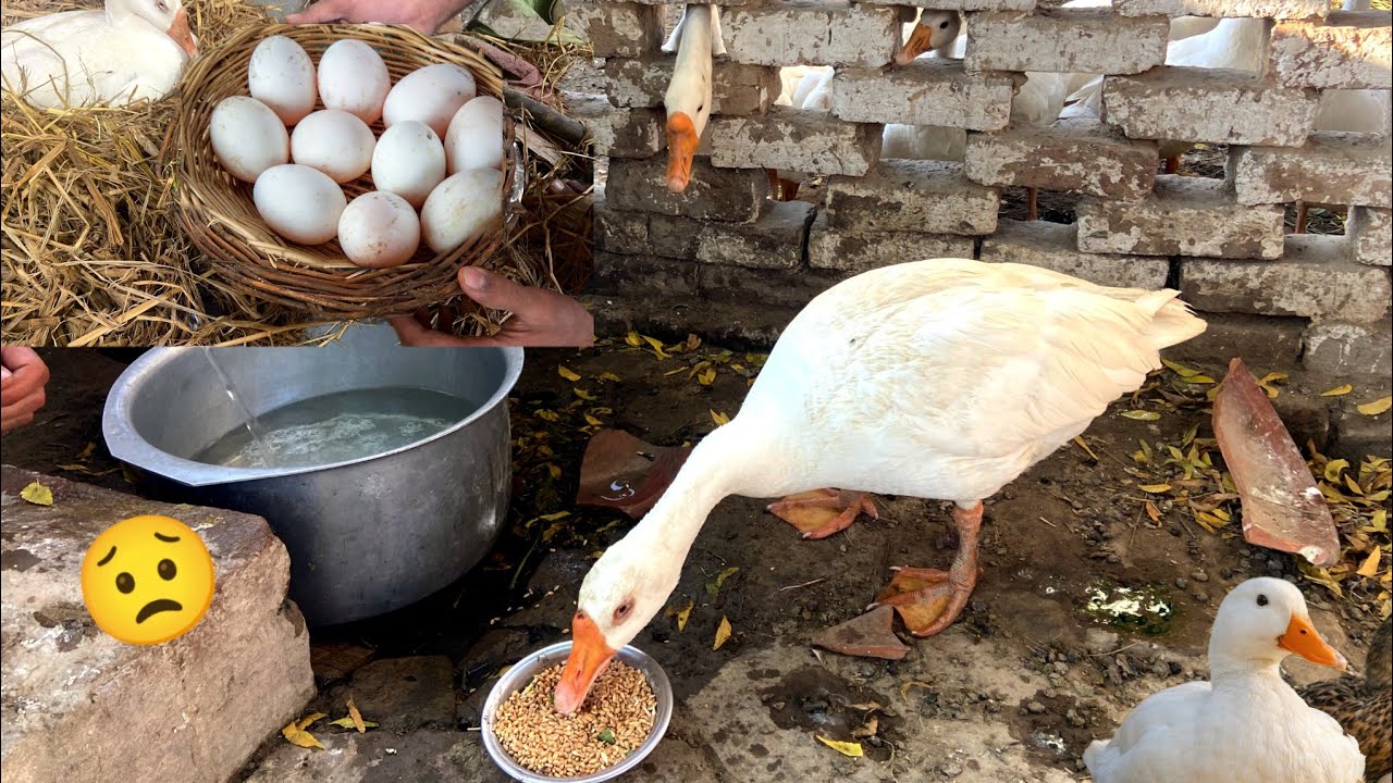 Today My Duck🦆 Suddenly Stood Up From the Eggs | Did She Leave the Eggs?|| Haseeb Home Birds