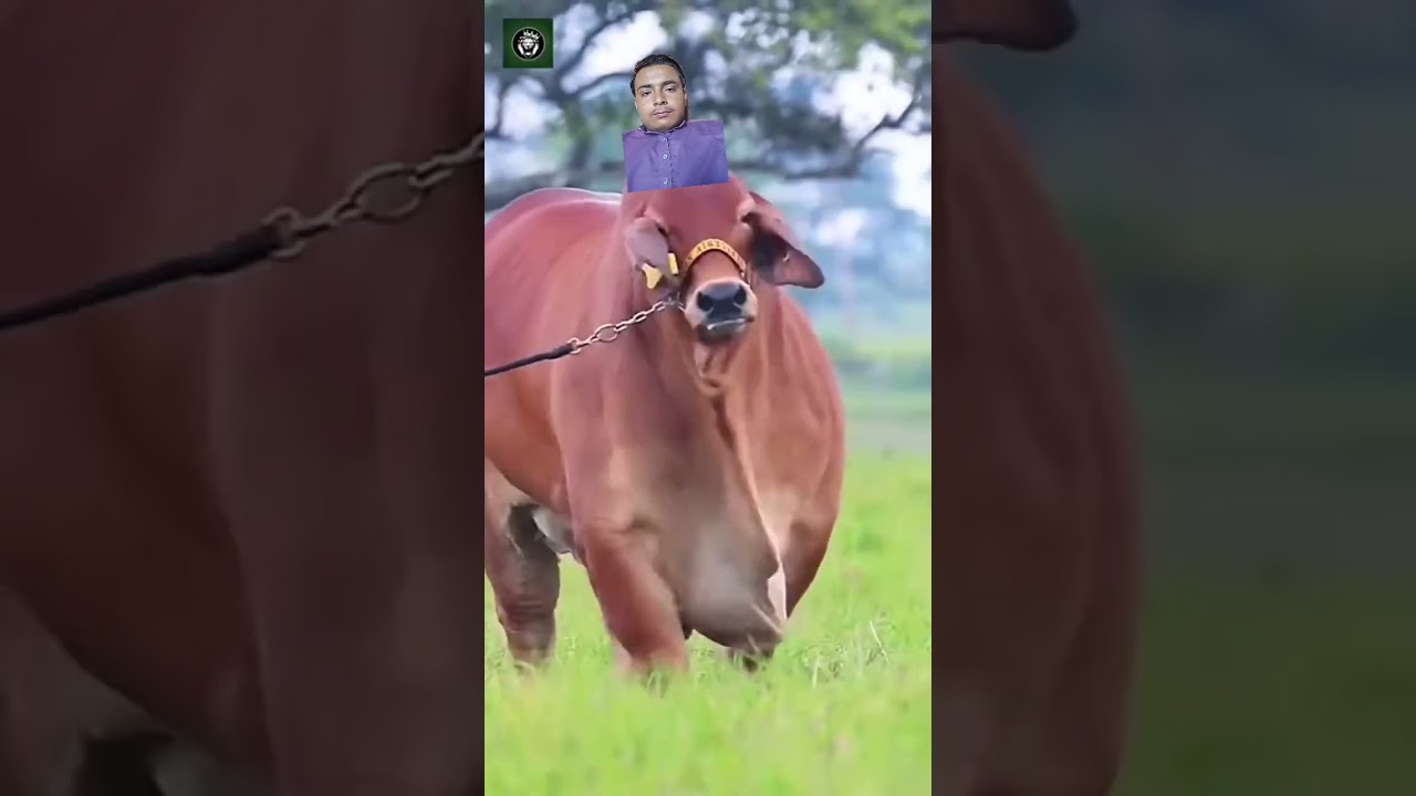 #cow