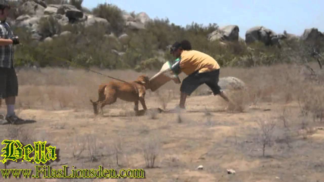 Fila Brasileiro Temp Training - Bella