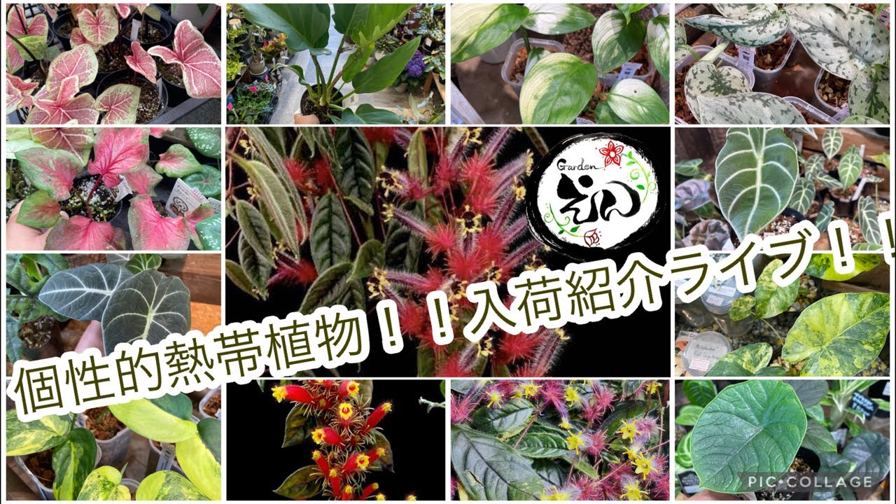 【観葉植物・多肉植物】05/22 個性的熱帯植物！入荷紹介ライブ！Gardenえん大阪