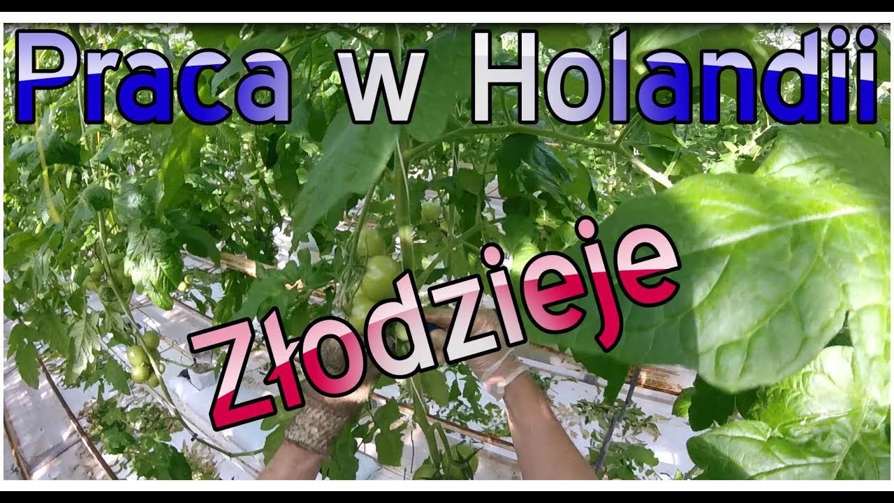 Agencje Pracy Tymczasowej w Holandii. ZŁODZIEJE!!! Praca w Holandii
