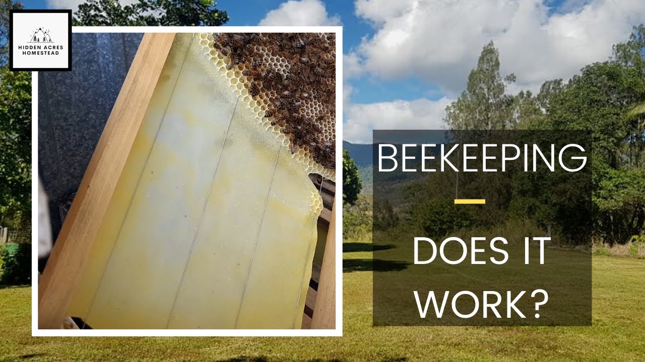 Beekeeping Experiment Does DIY Beeswax Foundation work? 3 of 3