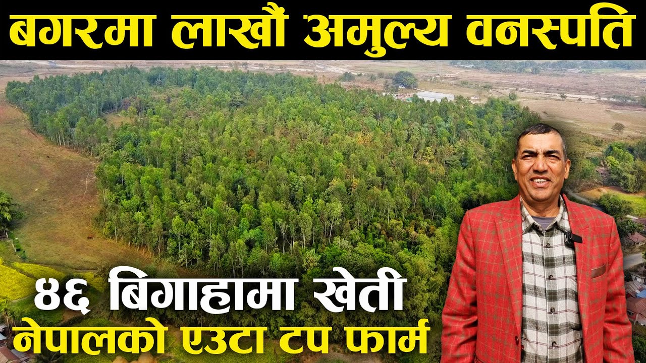 बगरमा लाखौँ अमुल्य बोटबिरुवा उत्पादन गरेका भरत,९५ % विदेशमा निर्यात !